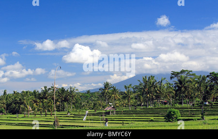 Terrassierte Reisfelder in der Nähe von Ubud, Bali, Indonesien. Der Vulkan Mount Agung, ersichtlich in den Wolken aufsteigt. Stockfoto