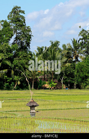 Terrassierte Reisfelder in der Nähe von Ubud, Bali, Indonesien. Viele Felder sind mit jungen Triebe gepflanzt worden. Stockfoto