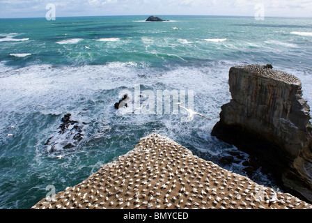 Tölpelkolonie am Muriwai Beach, Auckland, Neuseeland Stockfoto