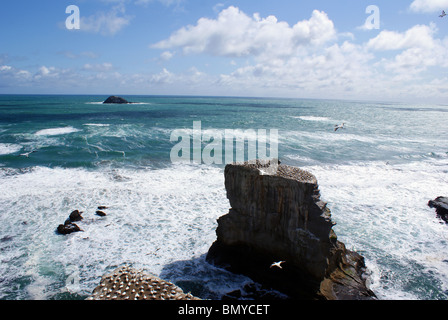 Tölpelkolonie am Muriwai Beach, Auckland, Neuseeland Stockfoto