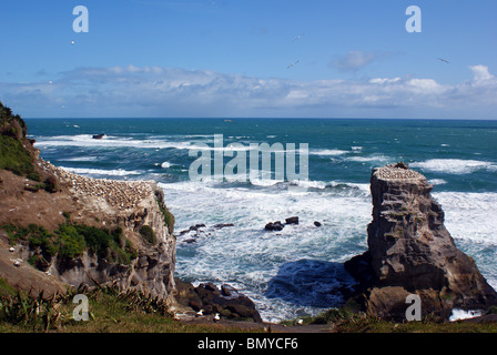 Tölpelkolonie am Muriwai Beach, Auckland, Neuseeland Stockfoto