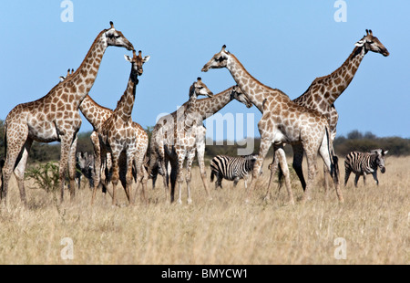 Eine Gruppe von Giraffe (Giraffa Plancius) schimmern in der Hitze der Savuti Region Norden Botswanas Stockfoto