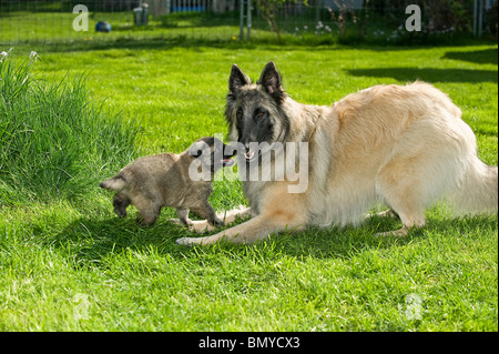 Belgischer Schäferhund-Hund (Tervuren) Welpe Wiese Stockfoto