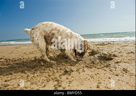 Englisch Springer Spaniel Hund Graben Loch Stockfoto