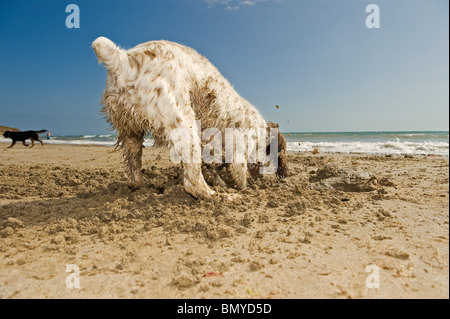 Englisch Springer Spaniel Hund Graben Loch Stockfoto