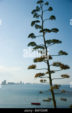 La Manga del Mar Menor Strand CARTAGENA Murcia Region Spanien Stockfoto