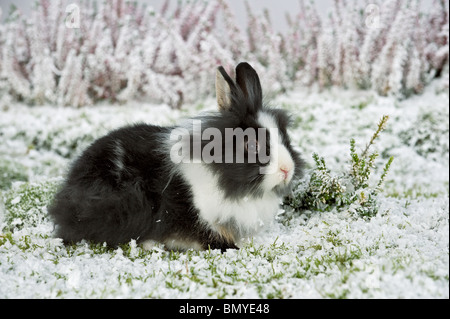 junge löwenköpfige Zwerg Kaninchen Schnee Stockfoto