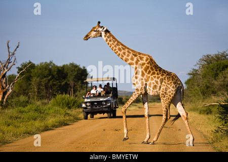 Giraffe (Giraffa Plancius) überqueren einer Straße vor einem Safari-Fahrzeug. Madikwe Wildreservat Stockfoto