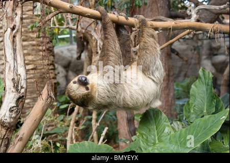 Südlicher Zweizöliger Sloth (Choloepus didactylus) auf einem Zweig im Zoo Stockfoto