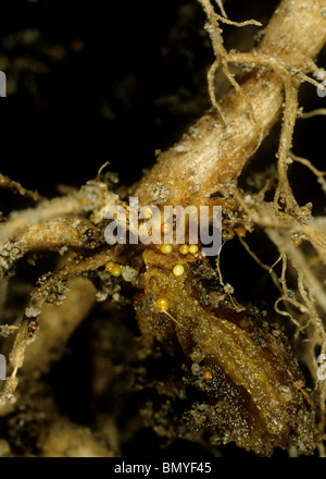 Goldene Kartoffel Zyste Fadenwurm, Globodera rostochiensis, Zysten auf einer Kartoffel root Stockfoto