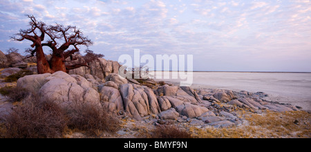 Baobabs (Affenbrotbäume Digitata) in den frühen Morgenstunden auf isolierte Kubu Island, eine geheimnisvolle Felseninsel Stockfoto