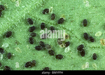 Glasshouse Mottenschildläuse (Trialeurodes Vaporariorum) schwarze Puppen parasitiert von Encarsia formosa Stockfoto