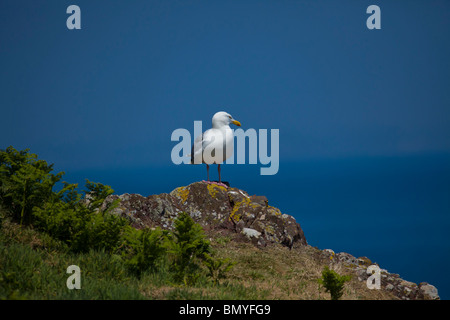 Eine europäische Silbermöwe stehend auf einem Felsen an einem sonnigen Sommertag. Stockfoto