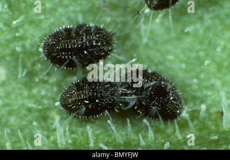 Glasshouse Mottenschildläuse (Trialeurodes Vaporariorum) schwarze Puppen parasitiert von Encarsia formosa Stockfoto