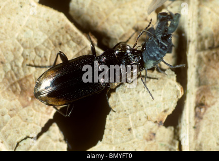 Räuberische Boden Käfer (Notiophilus Biguttatus) Angriff auf schwarze Bohnen-Blattlaus (Aphis Fabae) Stockfoto