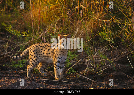 Serval (Leptailurus Serval) am Northern Tuli Game Reserve in Botswana. Stockfoto