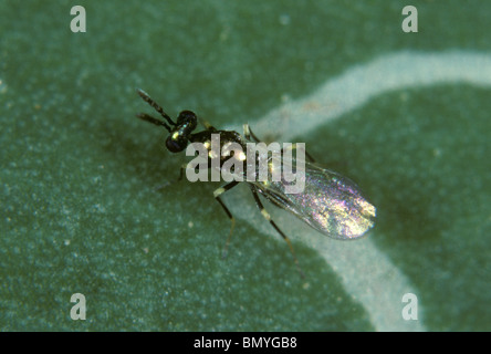 Zwei parasitoide Wespen (Diglyphus isaea) untersuchen eine Blattminerlarve innerhalb einer Blattgalerie Stockfoto