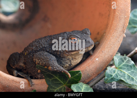 Gemeinsamen Kröte im Blumentopf in Garten Schuppen/Gewächshaus Stockfoto