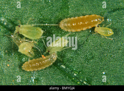 Räuberische Mücke (Aphidoletes Aphidimyza) Blattlaus Raubtier mit Blattläuse Beute Stockfoto