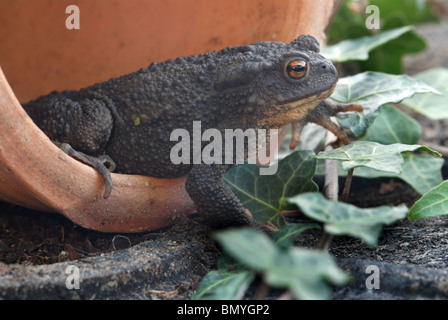 Gemeinsamen Kröte im Blumentopf in Garten Schuppen/Gewächshaus Stockfoto