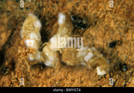 Termiten (Reticulitermes Flavipes) getötet durch ein pathogener Pilz (Metarhizum spp.) Stockfoto