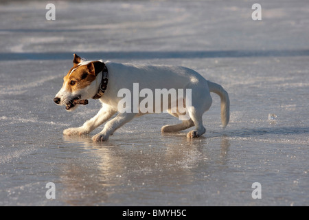 Jack Russell Terrier Hund mit einem Stock im Maul auf Eis Stockfoto