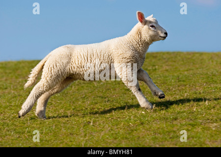 Lamm mit Stockfoto