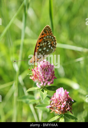 Dunkelgrüner Schmetterling (Argynnis aglaja), England, Großbritannien Stockfoto
