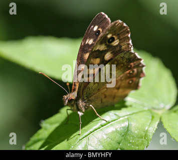 Gesprenkelte Holz (Pararge Aegeria) Schmetterling Stockfoto