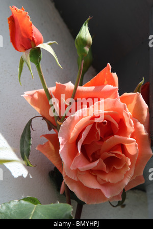 Rosa nur Joey, Teerose hybrid Stockfoto