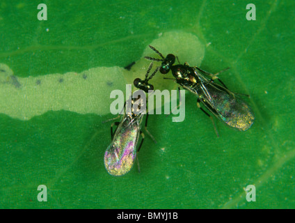 Zwei parasitoide Wespen (Diglyphus isaea) untersuchen eine Blattminerlarve innerhalb einer Blattgalerie Stockfoto