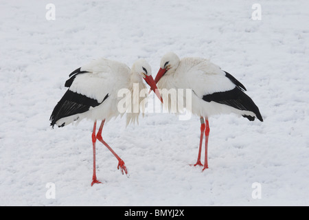 zwei Weißstörche - stehend im Schnee / Ciconia Ciconia Stockfoto