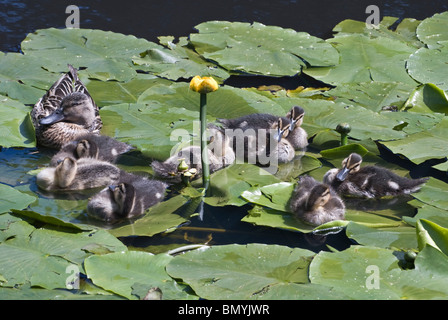 weibliche Stockente mit ihren Entenküken Anas Platyrhynchos auf Wasser Lilien mit einzelnen gelben Blume Etherow Landschaftspark Stockfoto