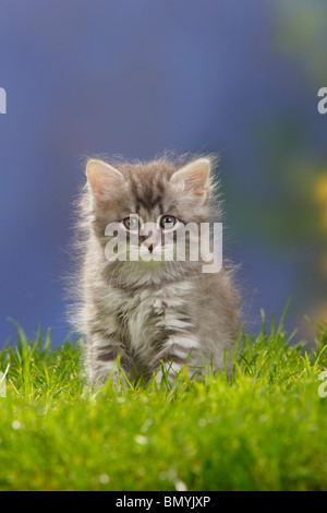 Sibirische Waldkatze, Kätzchen, 7 Wochen, Blau-Silber-Tabby / Sibirische Katze, Sibirien Stockfoto