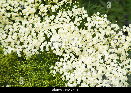 Sambucus Nigra; (Schwarzer Holunder; Europäische Elder; Europäische Holunder; Europäische schwarze Holunder; Gemeinsamen Elde) Stockfoto