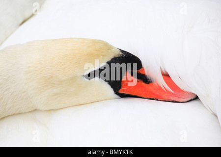 Mute Swan - schlafen / Cygnus Olor Stockfoto