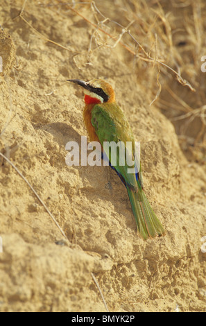 White-fronted Bienenfresser bei einer Neigung / Merops Bullockoides Stockfoto