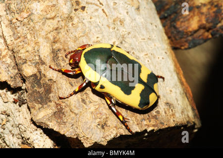 Obst-Chafer an einem Baumstamm / Pachnoda Sinuata Flaviventris Stockfoto