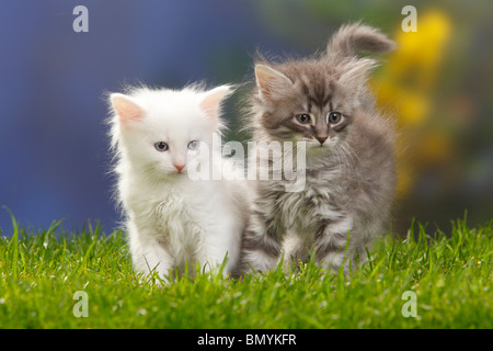 Sibirische Waldkatzen, Kitten, 7 Wochen, weiß und Blau-Silber-Tabby / Sibirische Katze, Sibirien Stockfoto