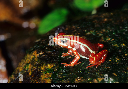 Phantasmal poison Frog - sitzen / Epipedobates Tricolor Stockfoto