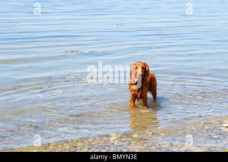 Hündchen in einem See, Haustier, Inland, des Menschen bester Freund Stockfoto