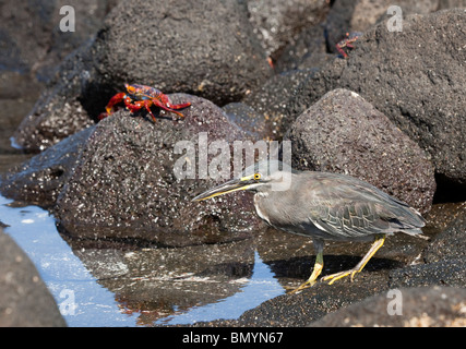 Eine geriffelte Heron Jagd unter den Felsen auf Fernandina Insel in den Galapagos Inseln Stockfoto