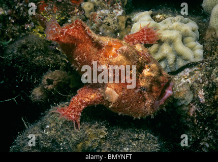 Getarnte Juvenile Anglerfisch (Antennarius Coccineus) - Eilat, Israel - Rotes Meer Stockfoto