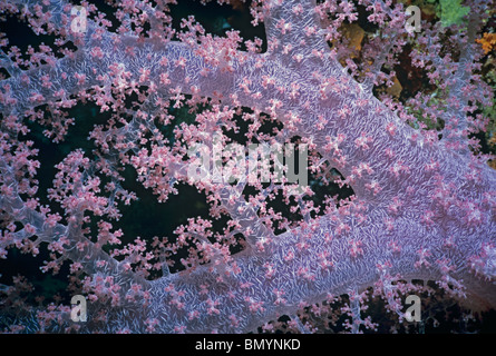 Stachelige Alcyonarian Korallen (Dendronephthya) Rotes Meer, Ägypten Stockfoto