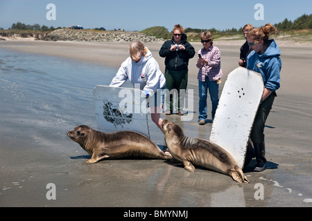 Freiwillige Freigabe "gerettet & rehabilitiert" männlichen Ferkelproduktion Seeelefanten. Stockfoto