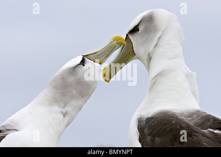 Schüchtern Sie Albatros (Thalassarche Cauta) Gericht Schnabel Klappern nach seiner Abwesenheit von einander Stockfoto