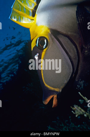 Orangespine Unicornfish (Naso Lituatus). Ägypten - Rotes Meer Stockfoto