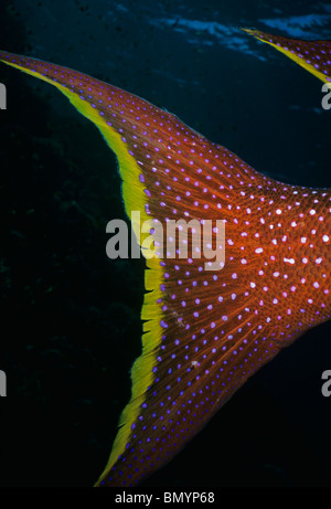 Lunartail Zackenbarsch (Variola Louti) - Tail Fin.-Ägypten - Rotes Meer Stockfoto