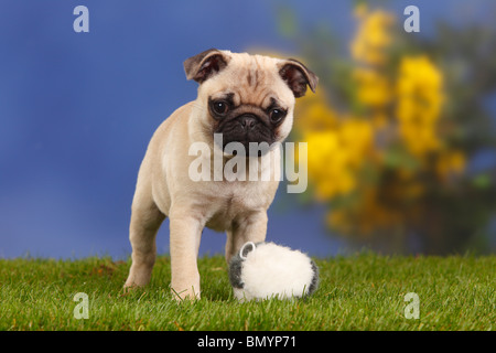 Mops, Welpen, 12 Wochen / Spielzeug Stockfoto