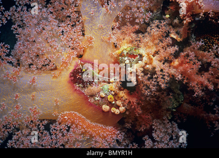 Stachelige Alcyonarian Korallen (Dendronephtya sp). Ägypten - Rotes Meer Stockfoto